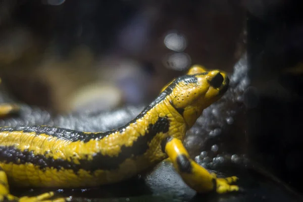 Black Yellow Salamander Closeup Macro View — Stock Photo, Image