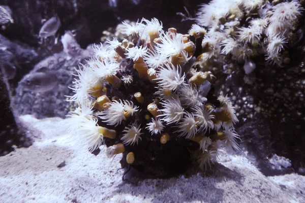 Sea Anemones Rock Closeup Macro View — Stock Photo, Image