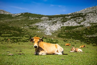 Picos de Europa, Asturias, İspanya 'daki Covadonga göllerinin etrafındaki inekler