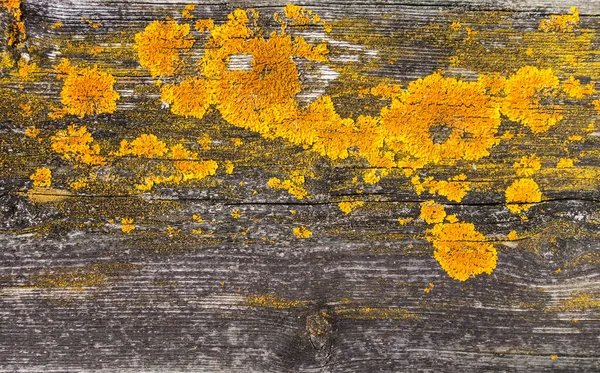 Old rustic wood background texture with yellow moss. Closeup view
