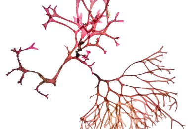 Algae isolated in white. Closeup macro view