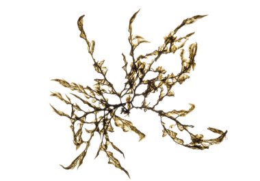 Algae isolated in white. Closeup macro view