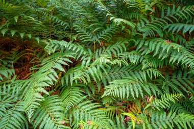Fern leaves in a forest. Closeup view detail