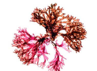 Algae isolated in white. Closeup macro view