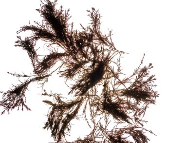 Algae isolated in white. Closeup macro view