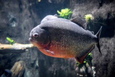 Nehirdeki piranha. Makro görünümü kapat