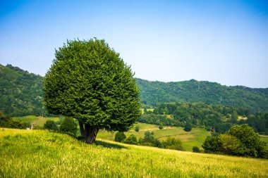 Tarladaki ağaç. İspanya, Asturias, Picos de Europa 'daki Bulnes köyü çevresindeki manzara