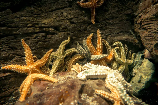 Морские Звезды Океане Закрыть Макропредставление — стоковое фото