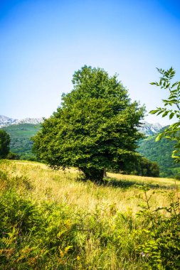 Tarladaki ağaç. İspanya, Asturias, Picos de Europa 'daki Bulnes köyü çevresindeki manzara