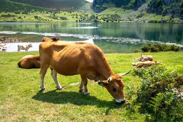 Cows Lake Enol Covadonga Picos Europa Asturias Spain — Stock Photo, Image
