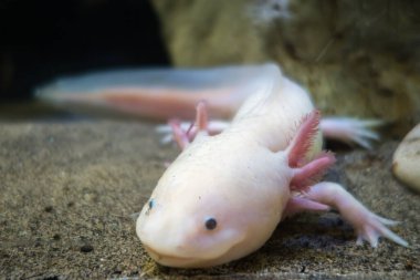 Axolotl kumun üzerinde. Makro görünümü kapat