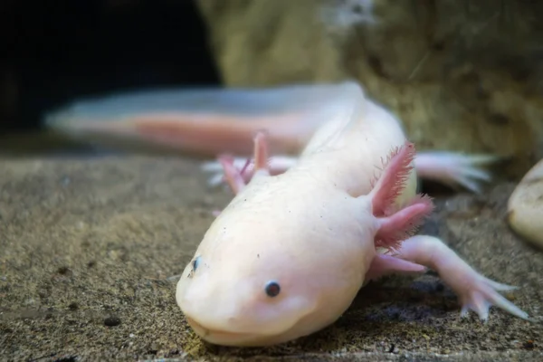 Axolotl Sand Close Macro View — Stock Photo, Image