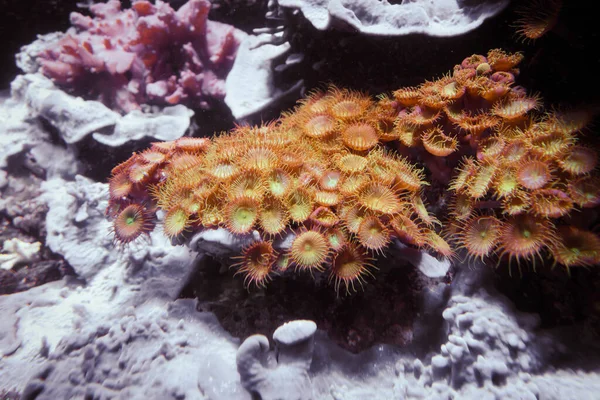 Sea Anemones Rock Closeup Macro View — Stock Photo, Image
