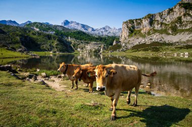 Covadonga, Picos de Europa, Asturias, İspanya 'daki Ercina Gölü çevresindeki inekler