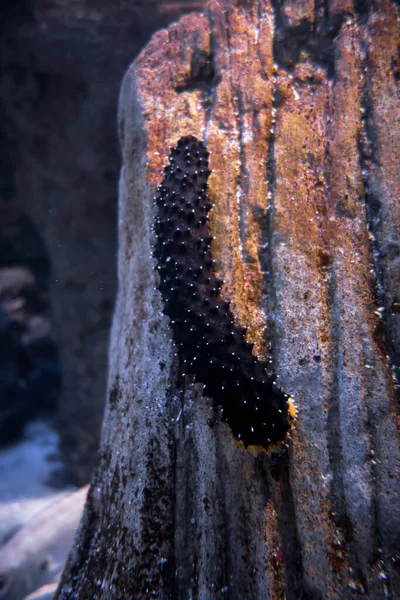 Sea cucumber on a rock. Closeup macro view