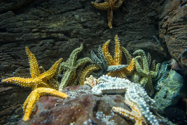 Rozgwiazdy Oceanie Zamknij Widok Makra — Zdjęcie stockowe