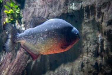 Nehirdeki piranha. Makro görünümü kapat