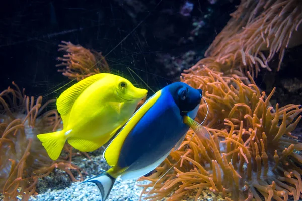 Tropical Surgeonfishes Swimming Ocean Closeup View —  Fotos de Stock