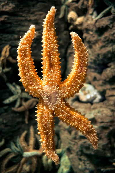 Sjöstjärnor Havet Närbild Makro — Stockfoto