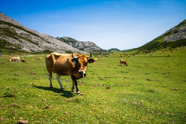 Cows Covadonga Lakes Picos Europa Asturias Spain — Stock Photo, Image