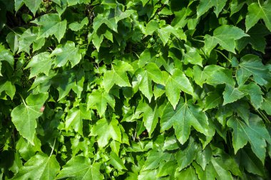 Sarmaşık arkaplan dokusuna tırmanılıyor. Yeşil yaprak duvar kağıdı