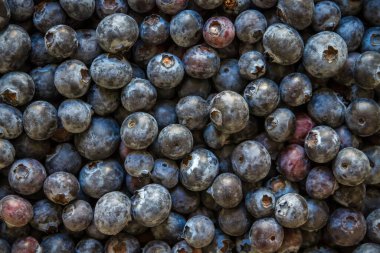 Taze organik yaban mersinleri yakın plan arka planı. Duvar Kağıdı