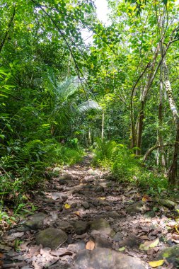 Hakaui Vadisi, Nuku Hiva, Fransız Polinezyası 'nın yemyeşil ormanlarında yosun rüzgarlarıyla kaplı tarihi bir taş yol. Bir zamanlar kraliyet rotasıydı, şimdi yoğun bitki örtüsü ve tropikal manzaralarda maceralı bir yolculuk sunuyor.
