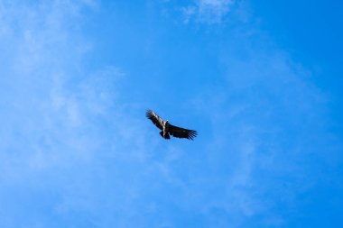 Bir akbaba, Colca Kanyonu 'nun üzerinde zarif bir şekilde uçar. Kanatları, parlak mavi gökyüzüne doğru genişçe açılır.