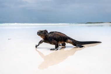 Bir deniz iguanası, Tortuga Körfezi sahilinin kumlu sahillerinde Galapagos Adaları, Ekvador 'da büyüleyici doğal güzellikle dinlenir.