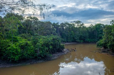 Bereketli yeşilliklerle çevrili Cuyabeno nehrinin huzurlu manzarası ve Ekvador 'daki Amazon yağmur ormanlarının barışçıl atmosferini yansıtıyor.