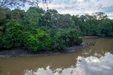Bereketli yeşilliklerle çevrili Cuyabeno nehrinin huzurlu manzarası ve Ekvador 'daki Amazon yağmur ormanlarının barışçıl atmosferini yansıtıyor.