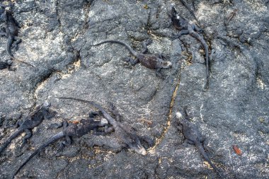 Deniz iguanaları Galapagos, Ekvador 'daki Isabela Adası kıyısındaki lav kayalarında güneşlenerek doğal davranışlarını benzersiz bir ortamda sergilerler.