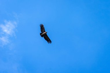 Bir akbaba, Colca Kanyonu 'nun üzerinde zarif bir şekilde uçar. Kanatları, parlak mavi gökyüzüne doğru genişçe açılır.