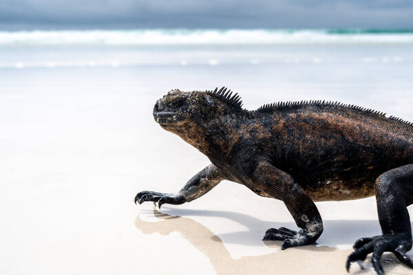 A marine iguana relaxes on the sandy shores of Tortuga Bay beach, surrounded by stunning natural beauty in the Galapagos Islands, Ecuador