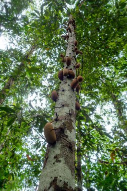 Cuyabeno Reserve 'deki Cecropia ağaç kuleleri, eşsiz büyümelerle süslenmiş, Ekvador' daki Amazon yağmur ormanlarının zengin biyolojik çeşitliliğini gözler önüne seriyor.