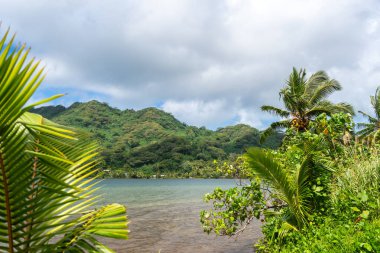 Palmiyeler ve hindistan cevizi ağaçlarıyla dolu bereketli kıyı şeridi ve Tahaa Adası, Fransız Polinezyası 'nın arka planında dağlar.