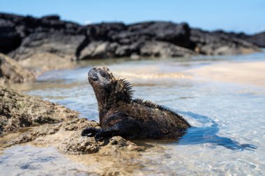 Bir deniz iguanası Puerto Villamil, Isabela Adası, Galapagos, Ekvador 'daki volkanik kayaların üzerinde dinlenir.