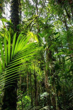 Ekvador Amazon 'unun Cuyabeno rezervinde yoğun bir palmiye örtüsü ve zengin yapraklar, canlı biyolojik çeşitliliği gözler önüne seriyor.