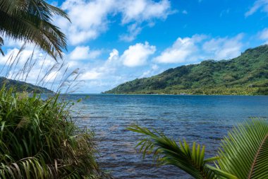 Palmiyeler ve hindistan cevizi ağaçlarıyla dolu bereketli kıyı şeridi ve Tahaa Adası, Fransız Polinezyası 'nın arka planında dağlar.