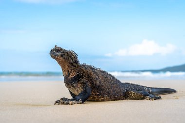 Bir deniz iguanası Galapagos Takımadası 'ndaki Isabela Adası sahilinde güneşleniyor, sakin okyanus sularıyla çevrili.