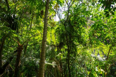 Bu resim yoğun bir tropikal yağmur ormanının verimli yeşilliğini yakalar, uzun ağaçlar, eğrelti otları ve güneş ışığının tadını çıkaran canlı yapraklarla birlikte.