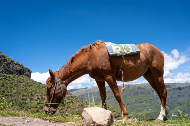 Bereketli yeşil vadiler, engebeli kayalıklar ve berrak mavi gökyüzü ile çevrili, Peru Waqrapukara 'da bir dağ yolunda otlayan eyerli kahverengi bir at.