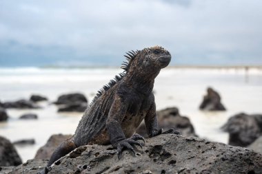 Bir deniz iguanası Tortuga Körfezi sahilindeki volkanik kayalıklarda dinleniyor, Santa Cruz Adası, Galapagos Adaları, Ekvador 'un eşsiz yaban hayatını gözler önüne seriyor.
