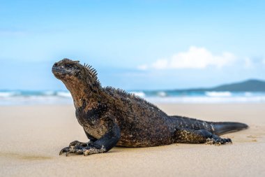 Bir deniz iguanası Galapagos Takımadası 'ndaki Isabela Adası sahilinde güneşleniyor, sakin okyanus sularıyla çevrili.