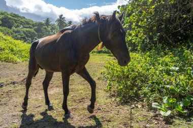 Hiva Oa 'da kahverengi bir at, Marquesas Adaları, Fransız Polinezyası, palmiye ağaçları ile yemyeşil bitkiler arasında yürüyor, parlak mavi bir gökyüzü altında ve dağınık bulutlar altında
