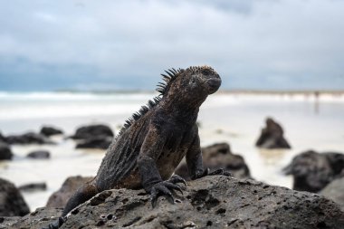 Bir deniz iguanası Tortuga Körfezi sahilindeki volkanik kayalıklarda dinleniyor, Santa Cruz Adası, Galapagos Adaları, Ekvador 'un eşsiz yaban hayatını gözler önüne seriyor.