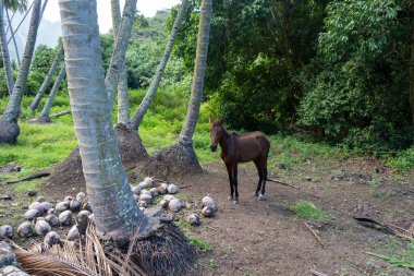 Kahverengi bir at, Nuku Hiva, Marquesas Adaları, Fransız Polinezyası 'nda Hindistan cevizi ve yemyeşil yemliklerle çevrili uzak bir doğal ortamda Hindistan cevizi ağaçlarının arasında duruyor.