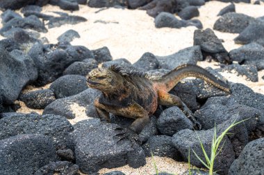 Bir deniz iguanası Puerto Villamil, Isabela Adası, Galapagos, Ekvador 'daki volkanik kayaların üzerinde dinlenir.