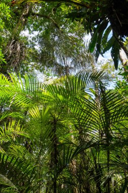 Ekvador Amazon 'unun Cuyabeno rezervinde yoğun bir palmiye örtüsü ve zengin yapraklar, canlı biyolojik çeşitliliği gözler önüne seriyor.