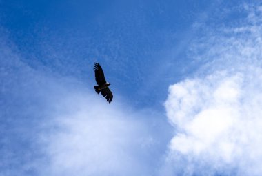 Bir akbaba, Colca Kanyonu 'nun üzerinde zarif bir şekilde uçar. Kanatları, parlak mavi gökyüzüne doğru genişçe açılır.